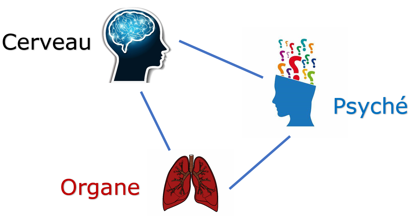 Décodage Biologique: Lien entre un organe, le cerveau et la psyché
